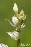 Bleek bosvogeltje (Cephalanthera damasonium) 