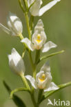 Bleek bosvogeltje (Cephalanthera damasonium) 