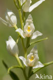 White Helleborine (Cephalanthera damasonium)