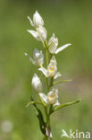 Bleek bosvogeltje (Cephalanthera damasonium) 