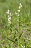 Bleek bosvogeltje (Cephalanthera damasonium) 