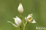 Bleek bosvogeltje (Cephalanthera damasonium) 