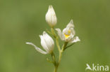 Bleek bosvogeltje (Cephalanthera damasonium) 