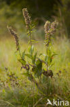 Brede wespenorchis (Epipactis helleborine)