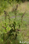 Brede wespenorchis (Epipactis helleborine)