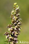 Brede wespenorchis (Epipactis helleborine)