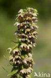 Brede wespenorchis (Epipactis helleborine)