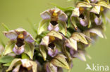 Brede wespenorchis (Epipactis helleborine)