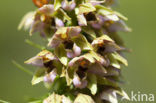 Brede wespenorchis (Epipactis helleborine)