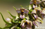 Brede wespenorchis (Epipactis helleborine)