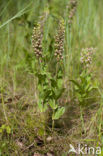 Brede wespenorchis (Epipactis helleborine)