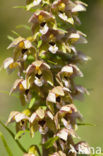 Brede wespenorchis (Epipactis helleborine)