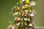 Brede wespenorchis (Epipactis helleborine)