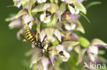 Brede wespenorchis (Epipactis helleborine)