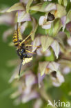 Brede wespenorchis (Epipactis helleborine)