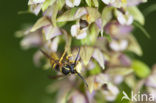 Brede wespenorchis (Epipactis helleborine)