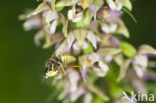 Brede wespenorchis (Epipactis helleborine)