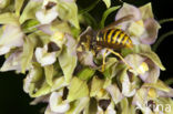 Brede wespenorchis (Epipactis helleborine)