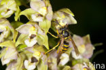 Brede wespenorchis (Epipactis helleborine)