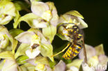 Brede wespenorchis (Epipactis helleborine)