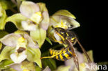 Brede wespenorchis (Epipactis helleborine)