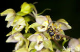 Brede wespenorchis (Epipactis helleborine)