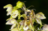 Brede wespenorchis (Epipactis helleborine)