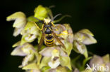 Brede wespenorchis (Epipactis helleborine)