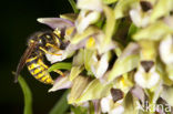 Brede wespenorchis (Epipactis helleborine)