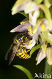 Brede wespenorchis (Epipactis helleborine)