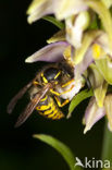 Brede wespenorchis (Epipactis helleborine)