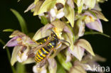 Brede wespenorchis (Epipactis helleborine)