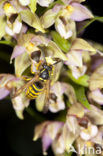 Brede wespenorchis (Epipactis helleborine)