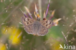 Dingy Skipper (Erynnis tages)