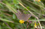 Dingy Skipper (Erynnis tages)