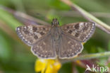 Dingy Skipper (Erynnis tages)