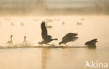 Canadese Gans (Branta canadensis)