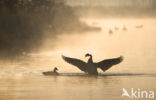 Canada Goose (Branta canadensis)