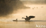 Canadese Gans (Branta canadensis)