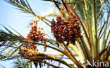 Date palm (Phoenix dactylifera)