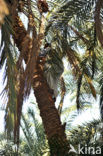 Date palm (Phoenix dactylifera)