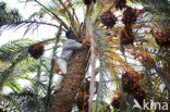 Date palm (Phoenix dactylifera)