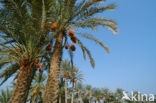 Date palm (Phoenix dactylifera)