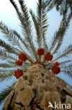 Date palm (Phoenix dactylifera)