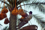 Date palm (Phoenix dactylifera)