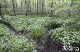 Ramsons (Allium ursinum)