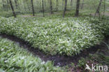 Ramsons (Allium ursinum)