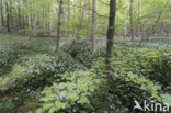 Ramsons (Allium ursinum)