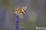 Distelvlinder (Vanessa cardui)