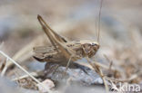 Dobbelsteensprinkhaan (Platycleis tessellata)